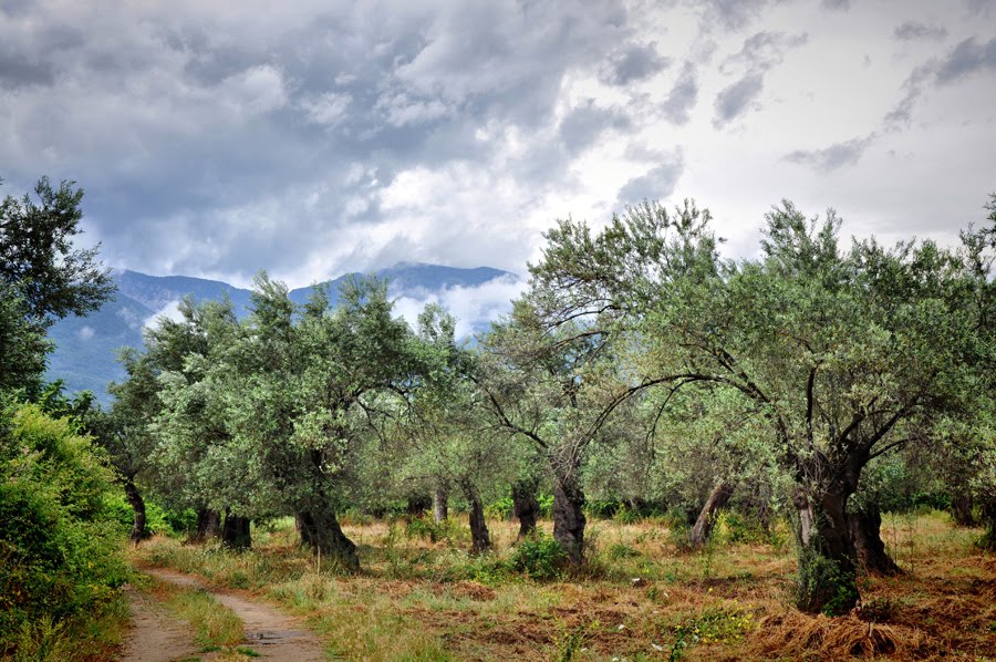 Akçay, Zeytinlik by Kaan Kocakoglu