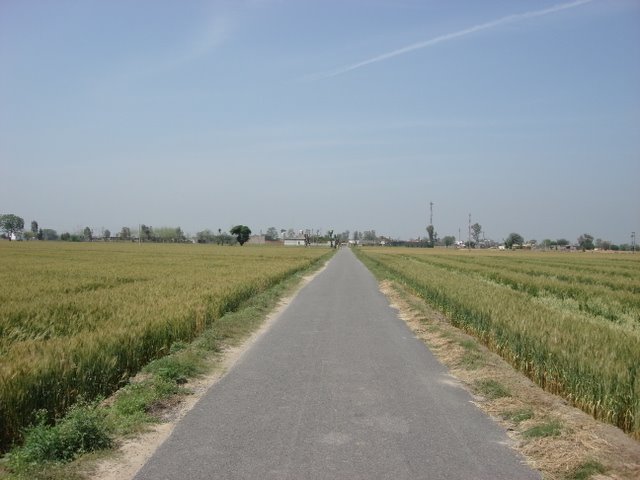 Road leading from Aliwal to nearby Bhoondree Village by amarpal sidhu