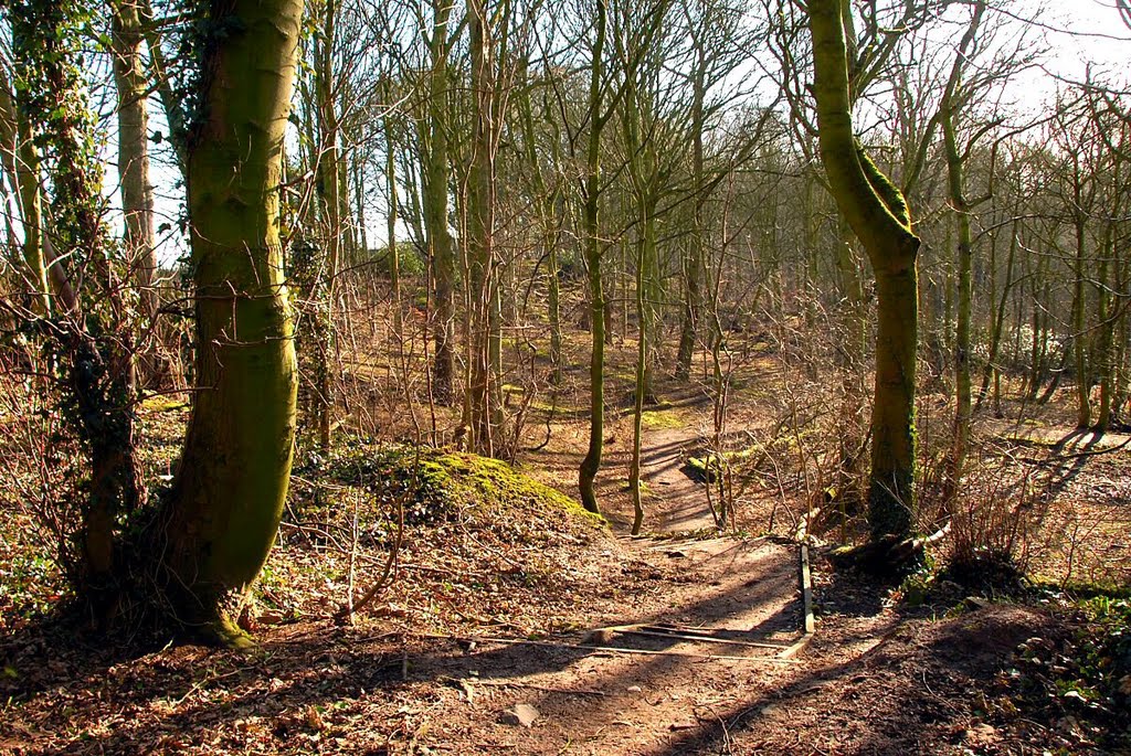 Woodland Steps by David Humphreys