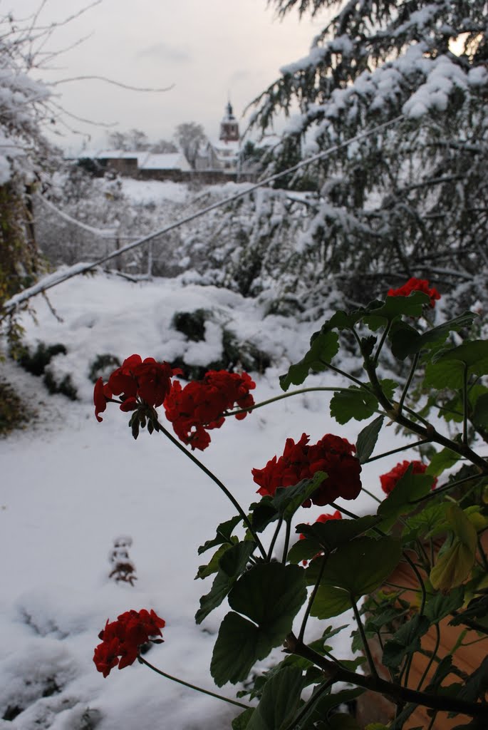 Early snow in Felsőörs / Novemberi muskátlis ablak a Szülői házbol by gyaragergo