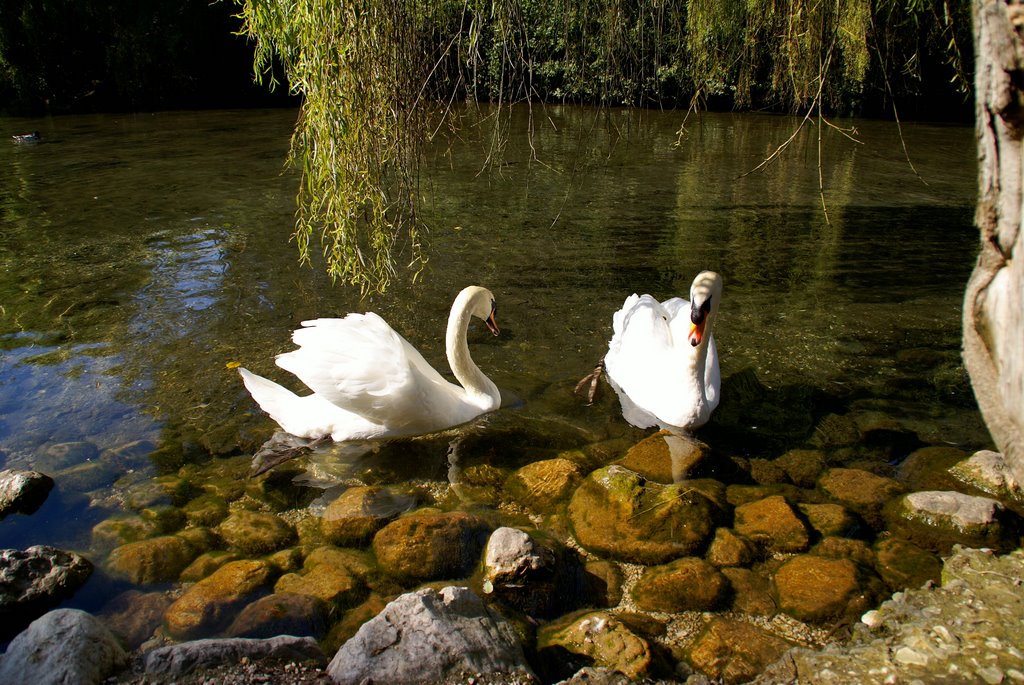 Swans on the Porcia's river by sandroo