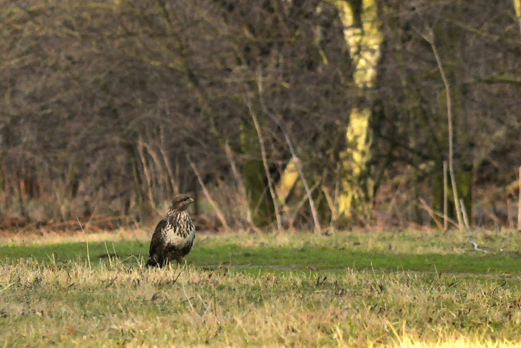 Common Buzzard by David Humphreys