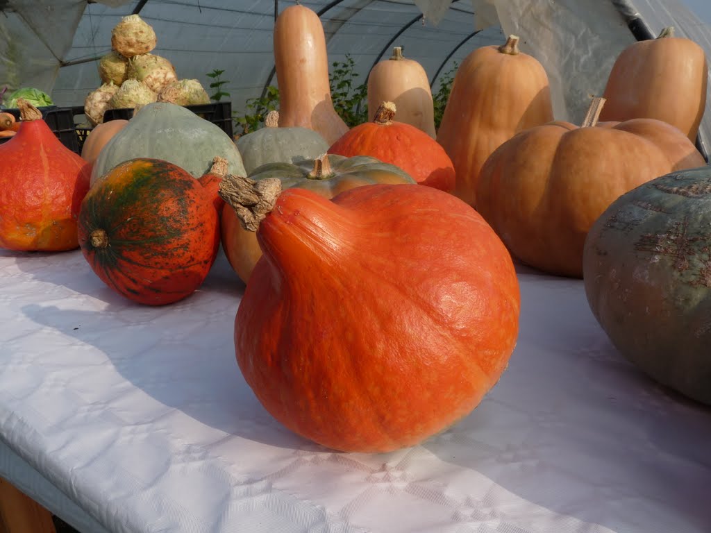 Les beaux légumes des Jardins de Cocagne by Chephilor