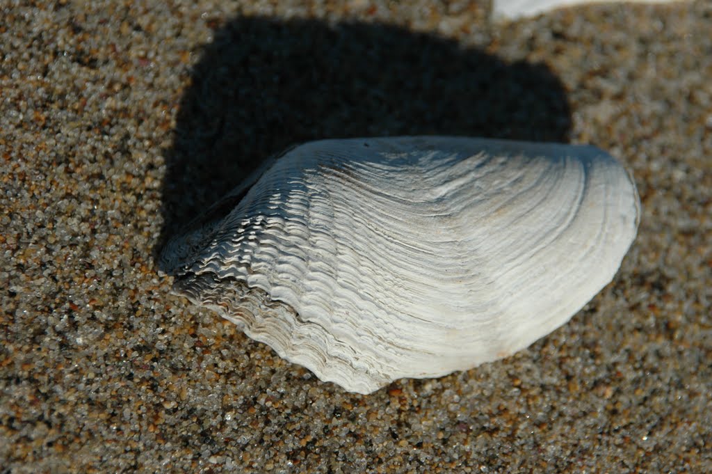 Great Piddock (Zirfaea crispata) Shell by kuna121212