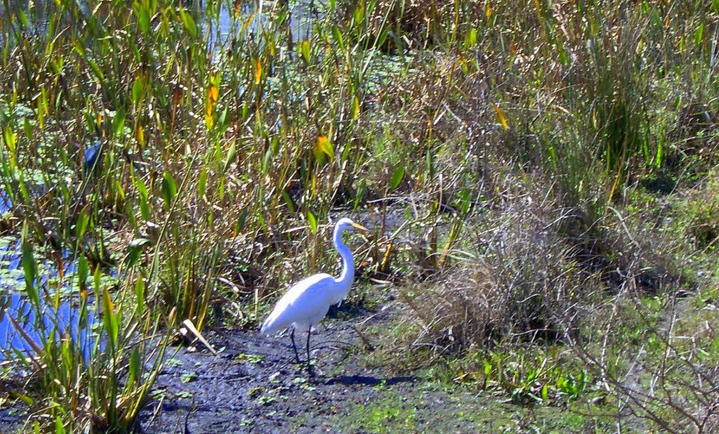 Wild life along Ream Willson Trail by Studevette