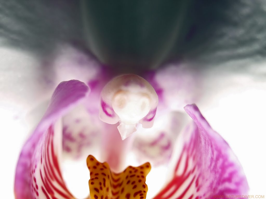 Orchid Apparition by Derek Holzapfel