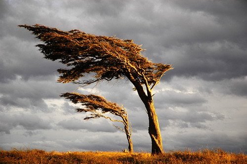 Lenga Bandera, Tierra del Fuego by Javier Etcheverry