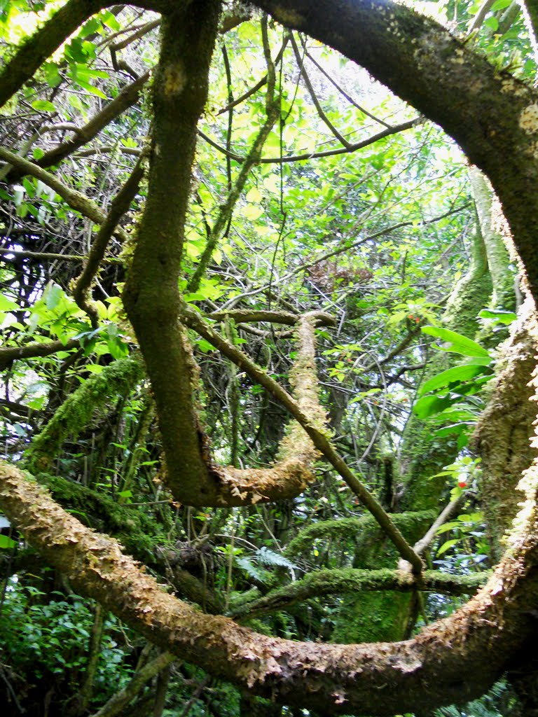 Tangles & Creepers in Kibira Forest by bpiot