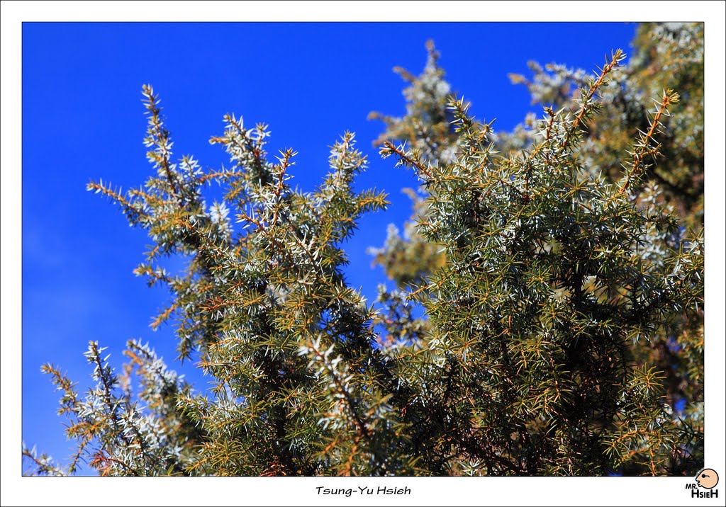 刺柏 (柏科Cupressaceae) (Juniperus formosana Hayata) by 謝胖胖 tsungyu88