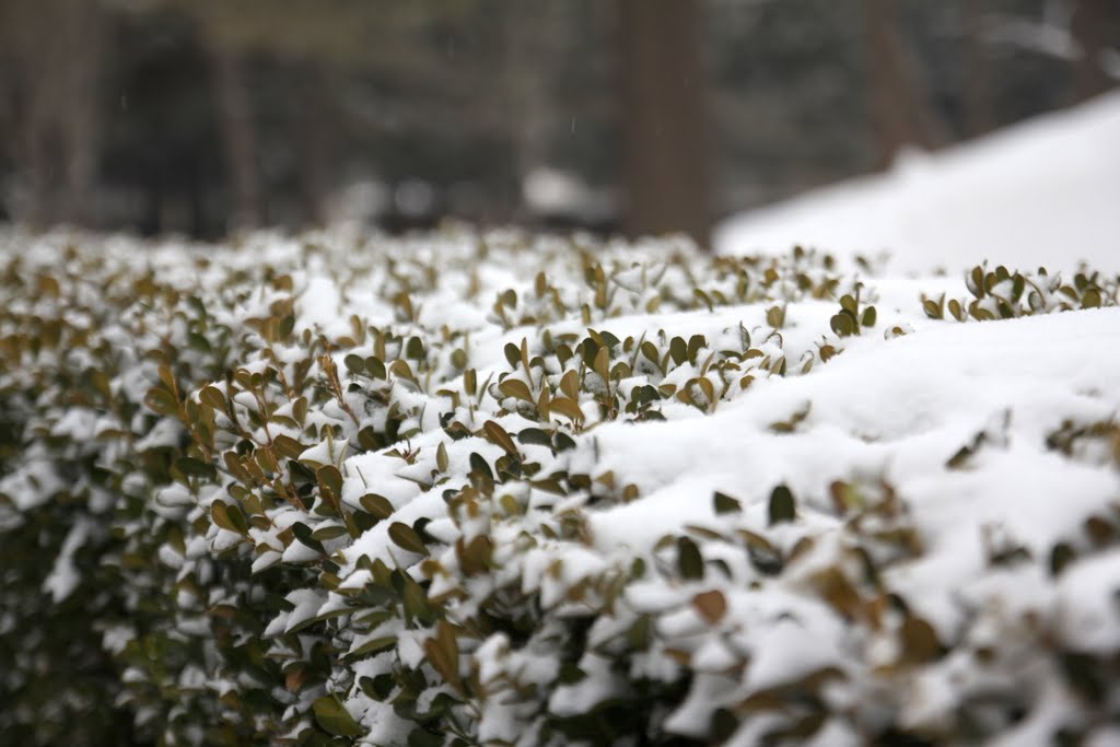 บรรยากาศยามหิมะตก Snowscape 雪景 by rachun alf