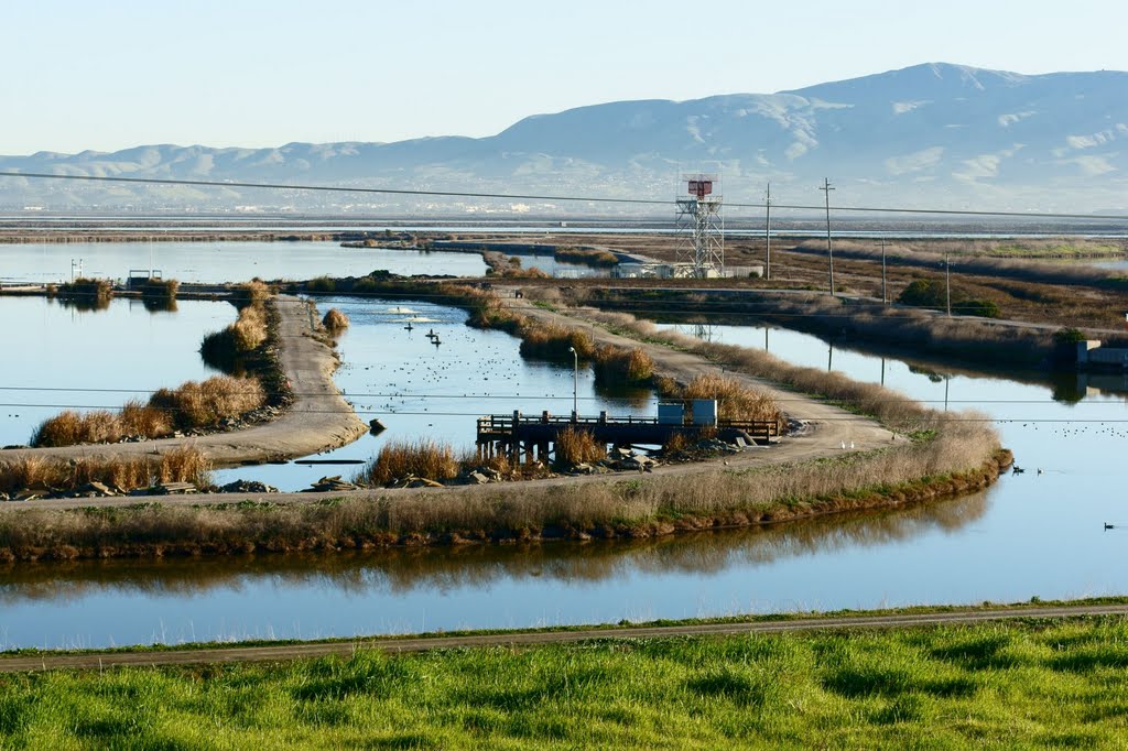 Treatment Ponds, City of Sunnyvale by Lu Wei