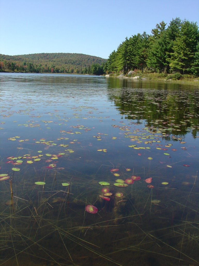 Lac Lusk by D Light