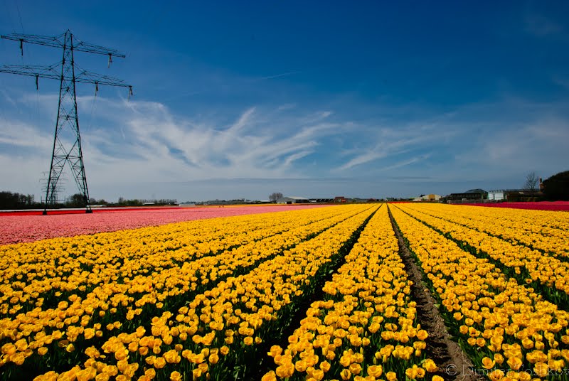 Flower fields by demetriodor