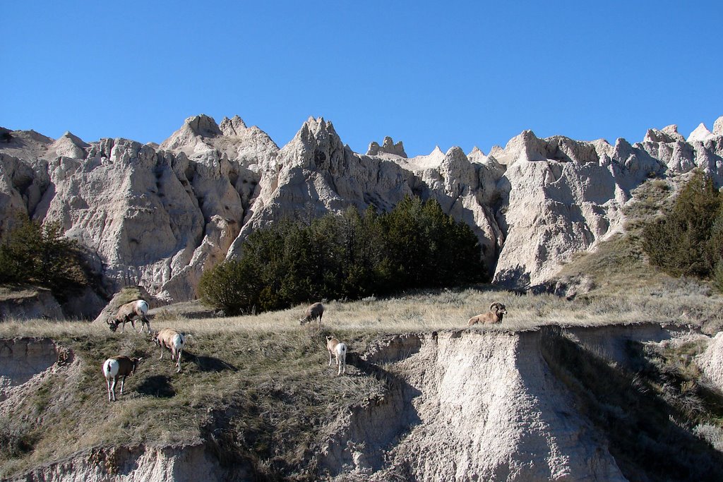 Bighorn sheep 2 by Jay Reeve