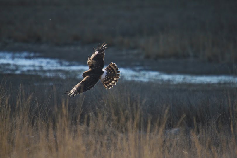 Northern harrier by spencer baugh