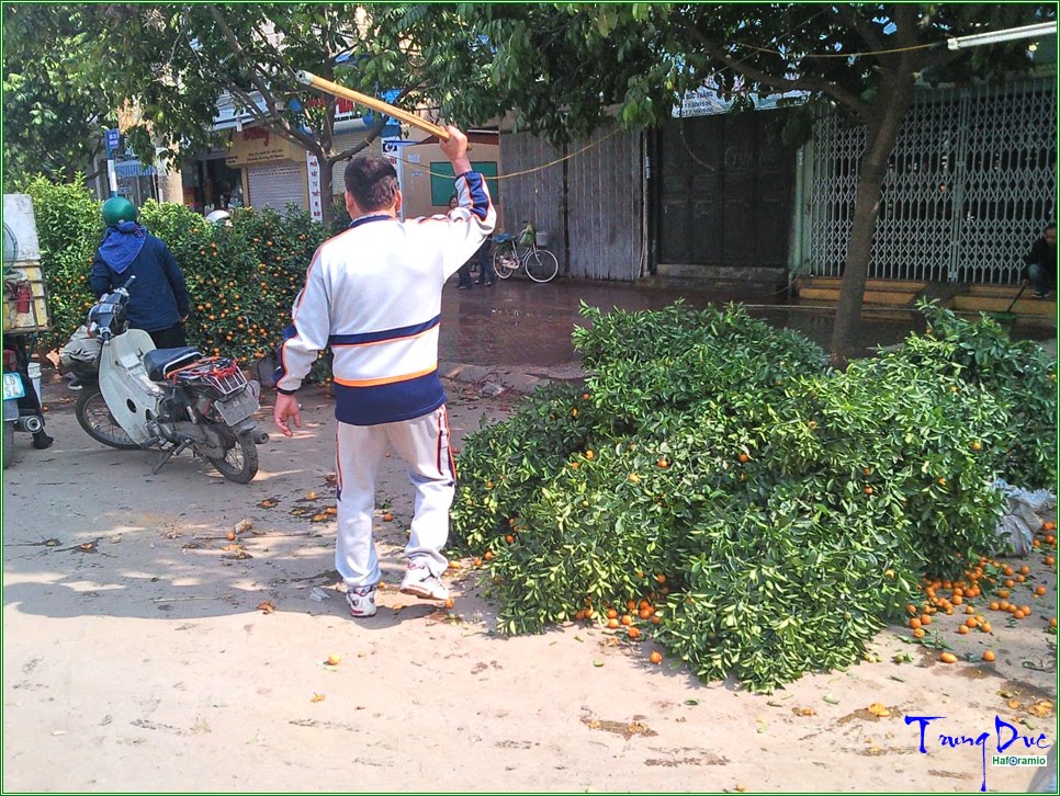 Quất ơi!!! Tội nghiệp quá!!! by Trung Đức