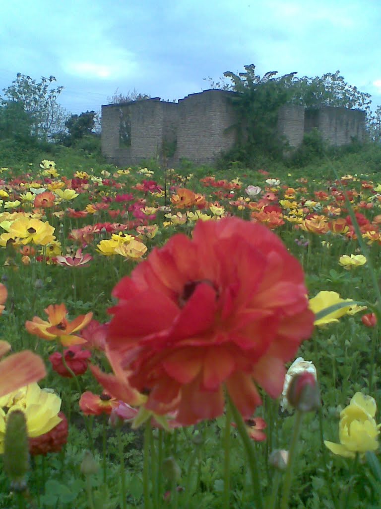 Flower garden-alamshir by MAJID11