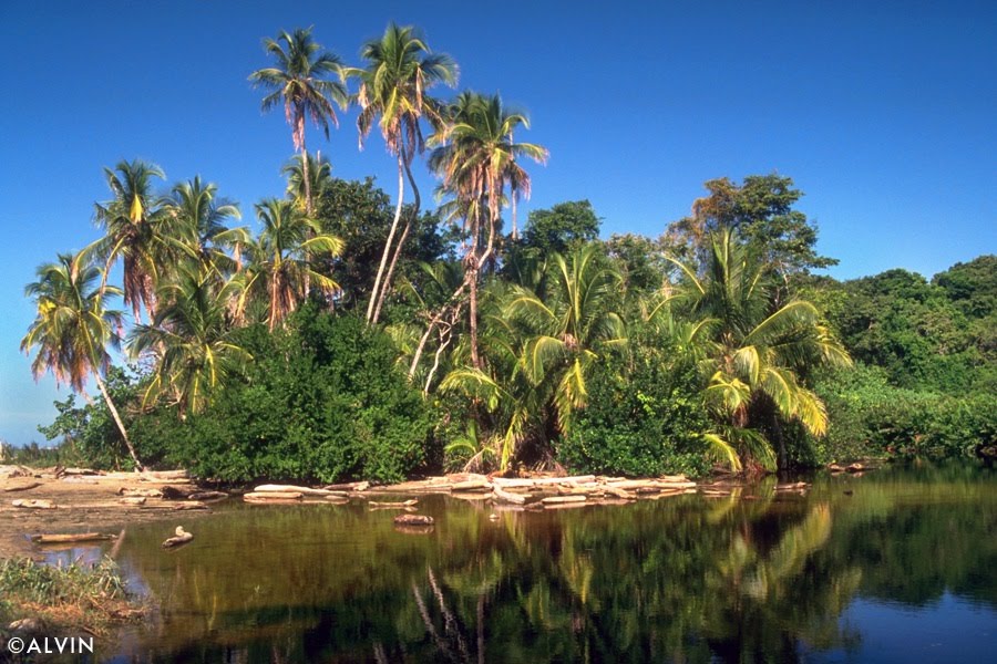 Nationalpark Cahuita by alvin1961