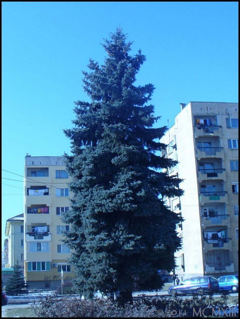 Дърво, Перник / A tree, Pernik by MCMXIII™