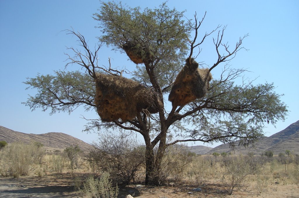 Weaver birds nest near Gamsberg Pass by Nhamalanda