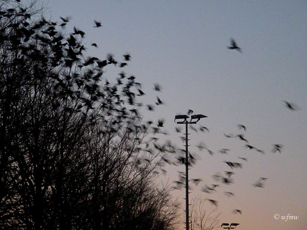 Let's call it a day (Roeken / Corvus frugilegus) by © wfmw