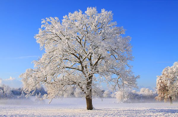 Snowy Heath Park by Steve Porteous