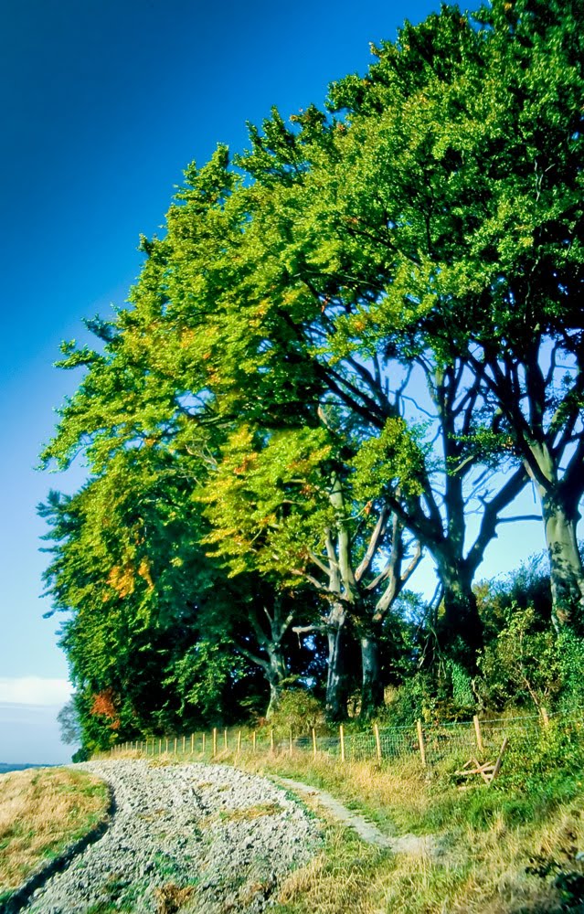 Warden Hill Beeches by Geoff Spivey