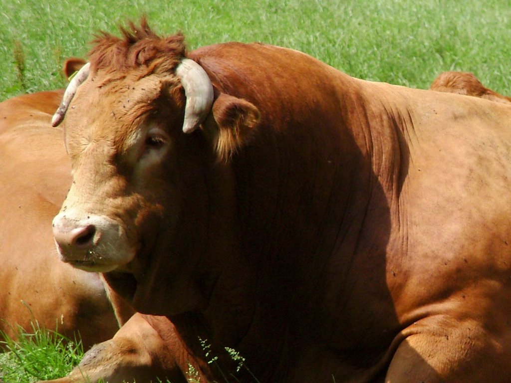 070602 Stier Losser by Fokke Schipper