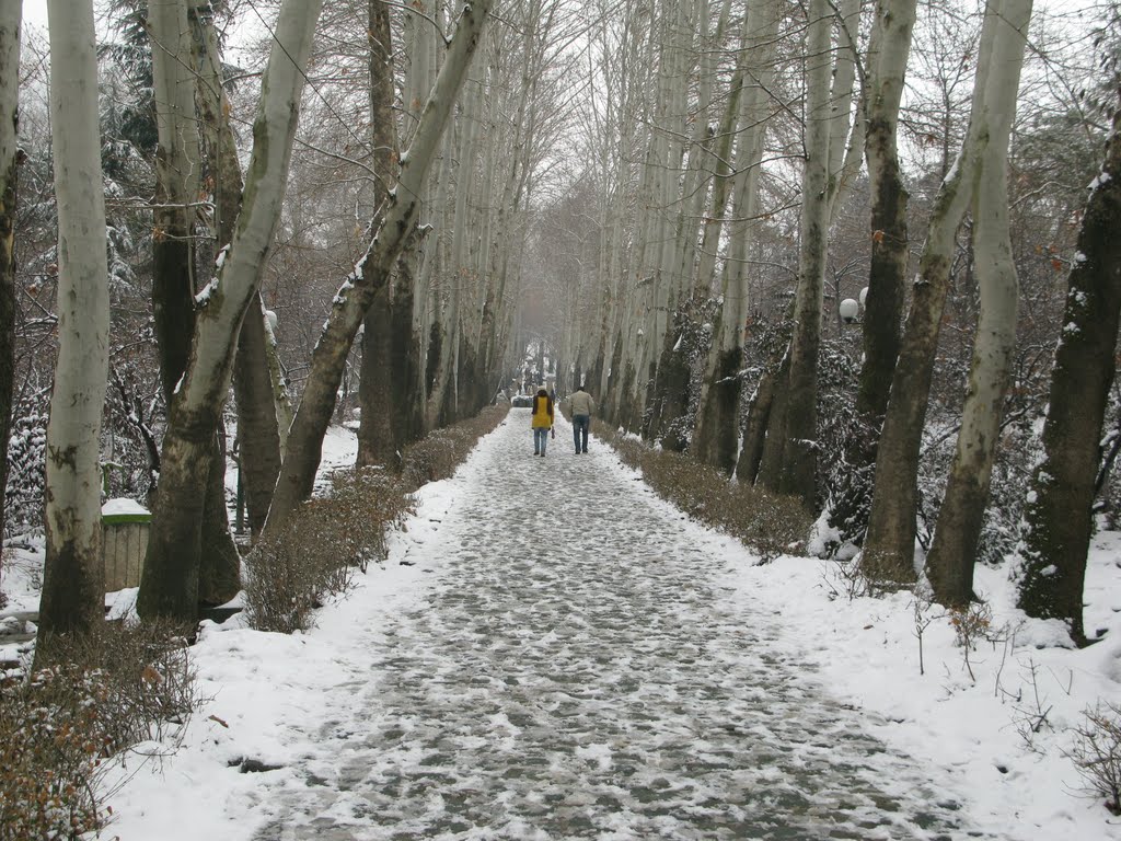 Snow way by Omid Amini Moghaddam