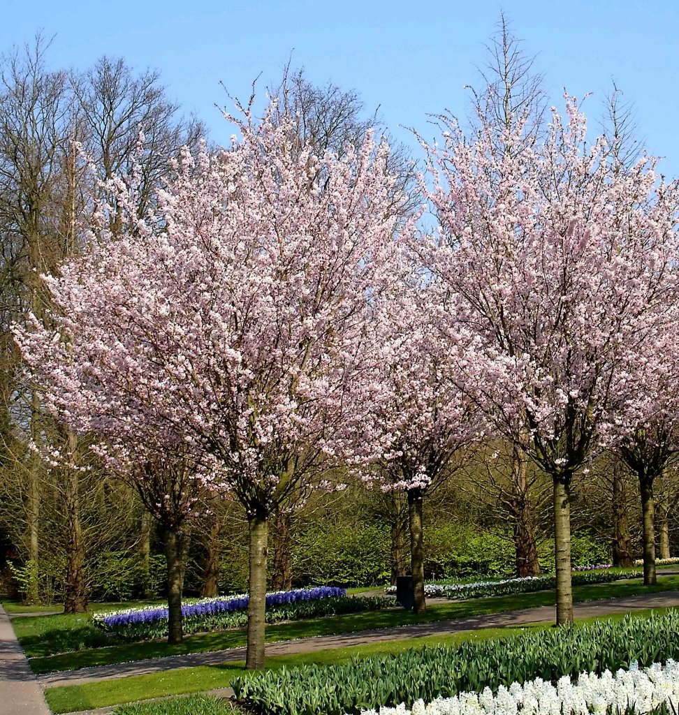 Netherlands, Lisse, Keukenhof, March 2007 by senna3