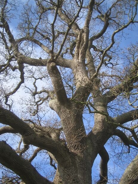 Old Oak Tree by chrishyde