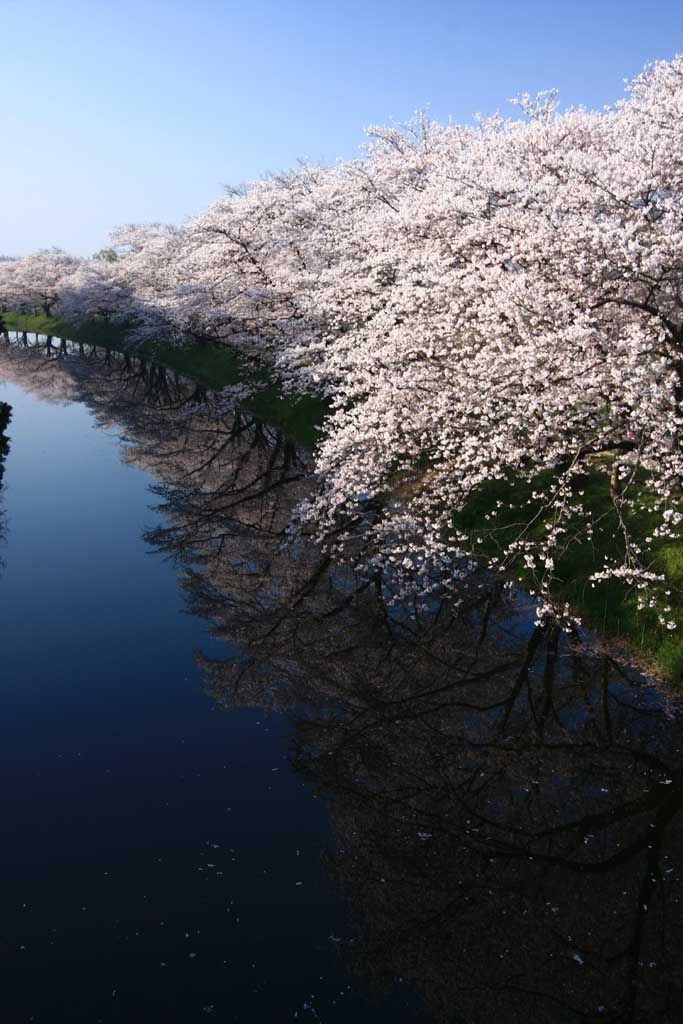 20090409 cherry blossoms & river　福岡堰の桜 by rerereno-ozi3