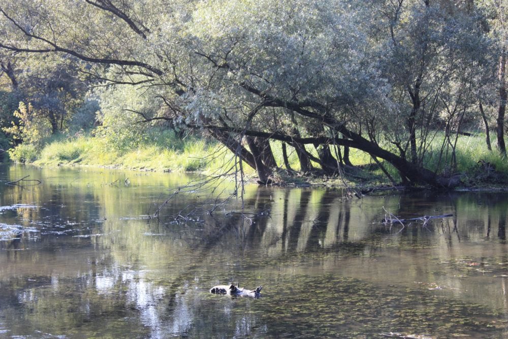 Natura selvaggia sul Ticino by sbiella