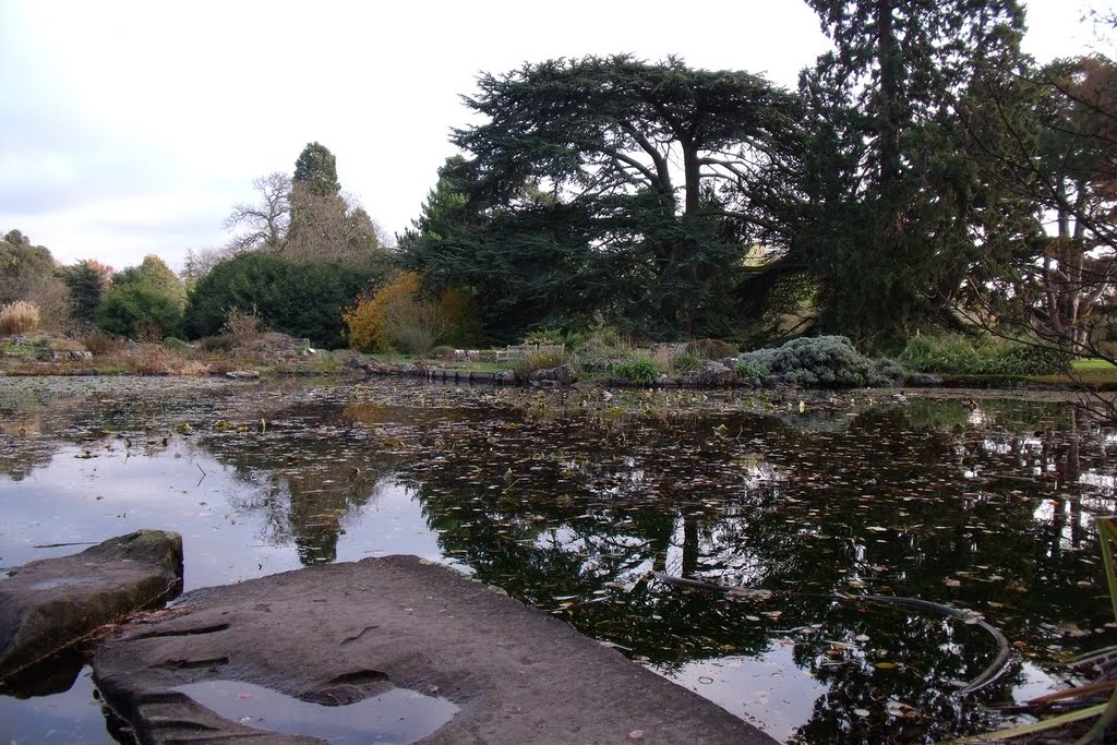 Cambridge university Botanic garden by Yllinor