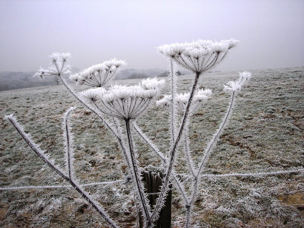 Gefrosteter Schachtelhalm am 01.02.2011 in Much by Armin U. P. (Earth V…