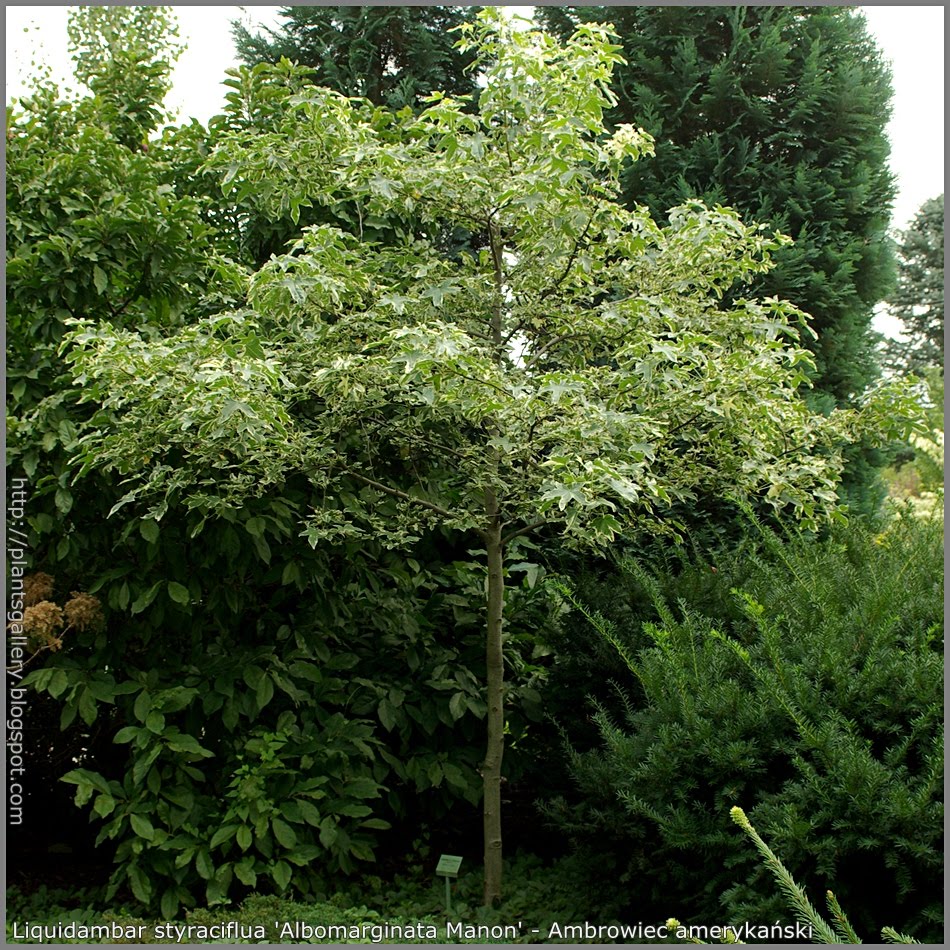 Liquidambar styraciflua 'Albomarginata Manon' - Ambrowiec amerykański by Józef Babij