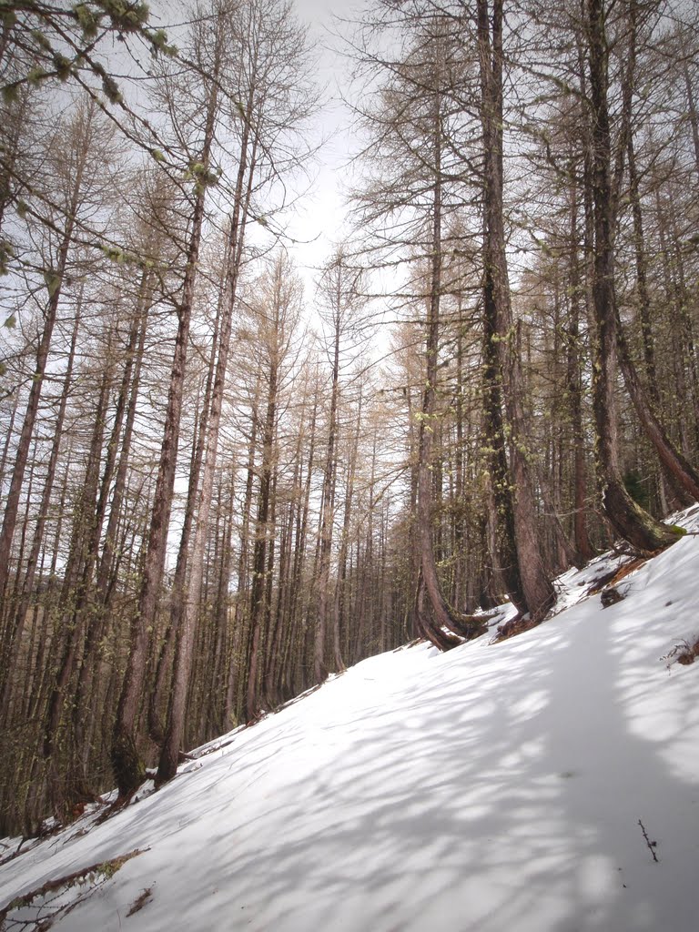 Forêt toujours enneigée en mai 2010 by _Boris_