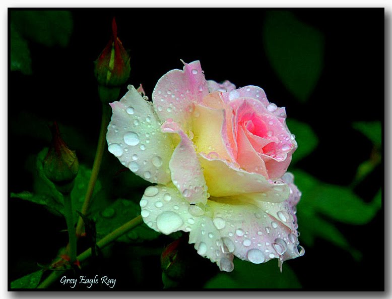 #65-Tear drops from heaven ♥♥♥ God was crying this day ♥♥♥ by Grey-Eagle Ray