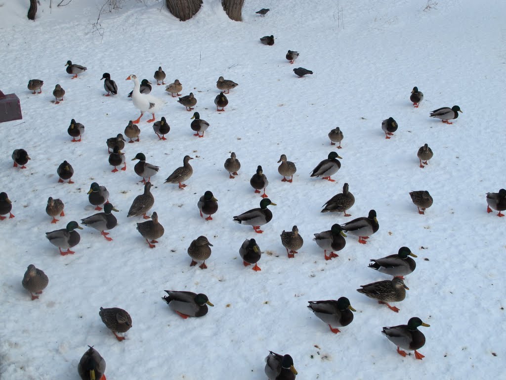 Réunion de famille, Ile-des-Moulins, Terrebonne, Quebec by Serges