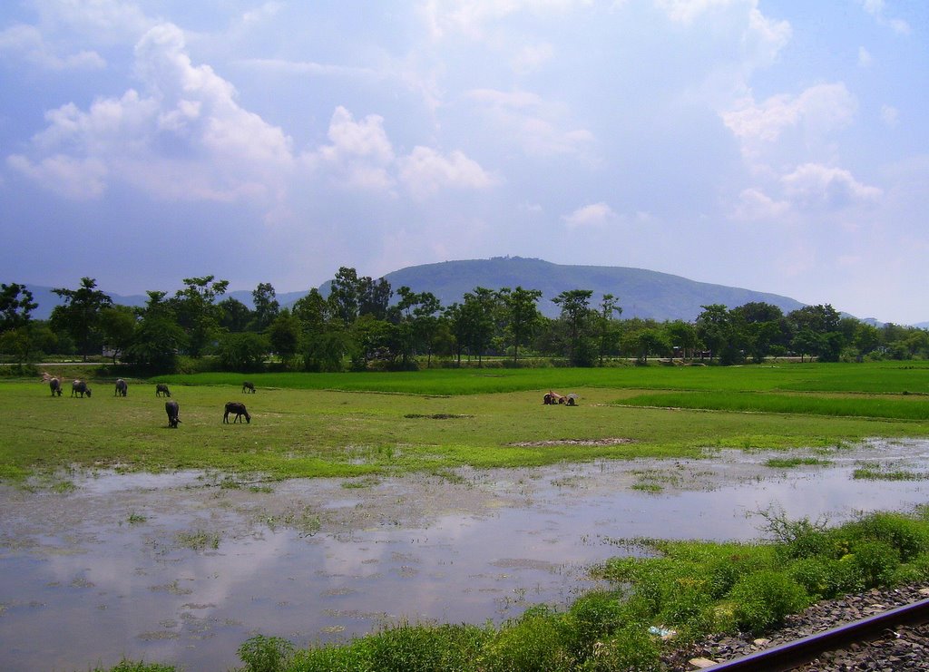 FROM TRAIN TO GRAZING LAND by sharmistha1