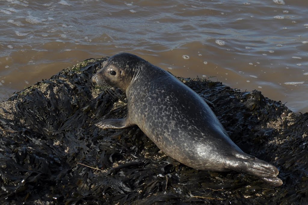 Common Seal by David Humphreys