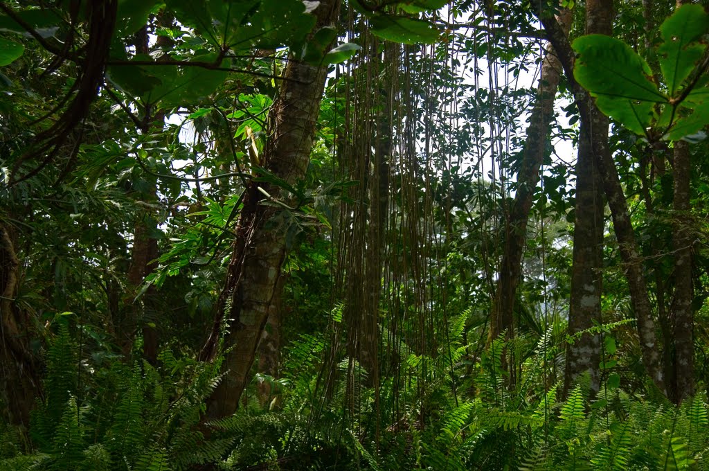 Cahuita Natioan Park@HH by Hanny Heim