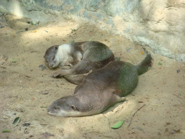 Smooth-coated otter by bugslayer