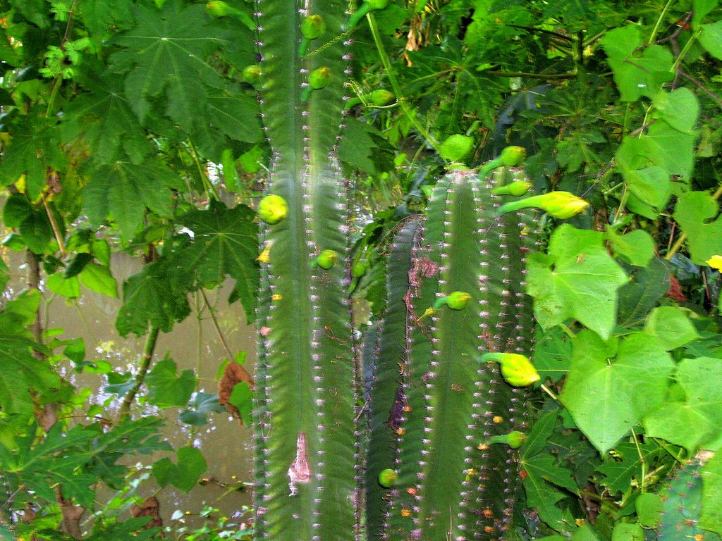 THE CACTUS BUDS by Namasudra Sarkar