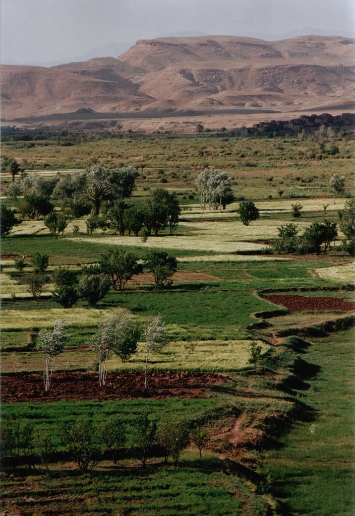 Near Ait Benhaddou by Scheiber Ernst