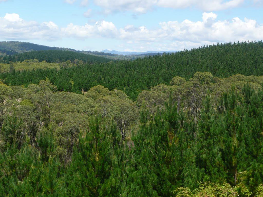 Brindabella Road by Thomas Prinz