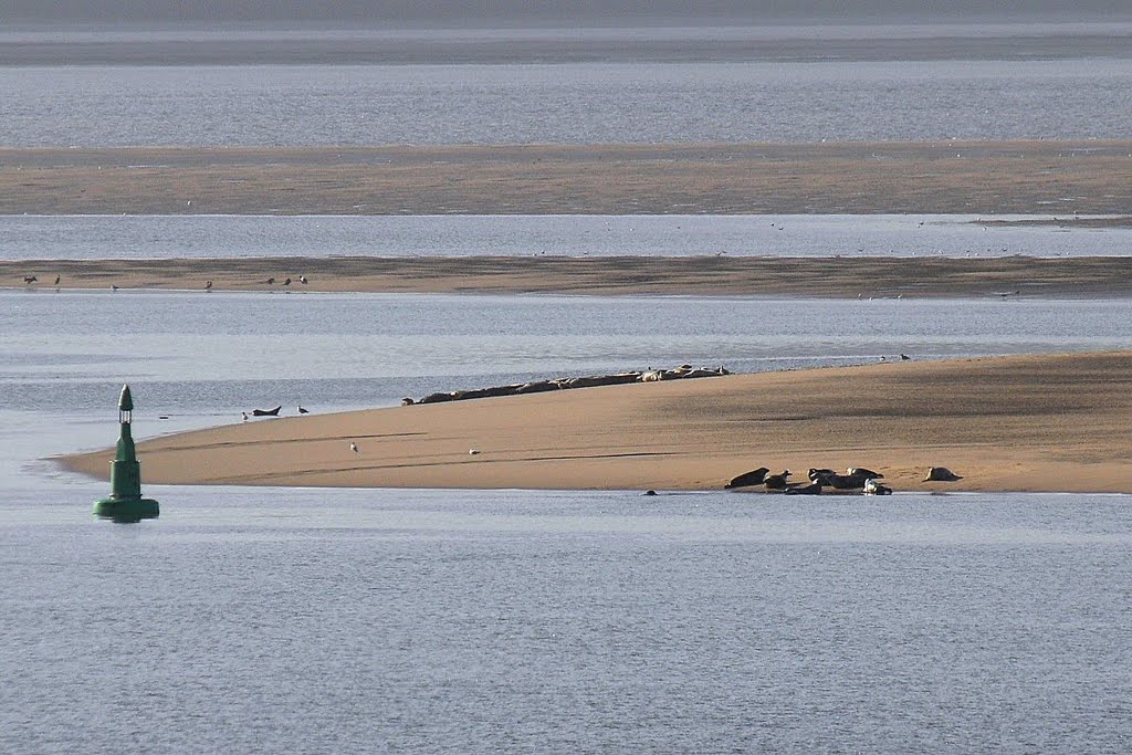 Grey Seals basking on sandbank in Dee estuary by David Humphreys