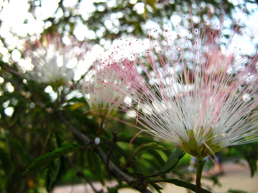 Paraíso, Santo André - SP, Brazil by cristina87