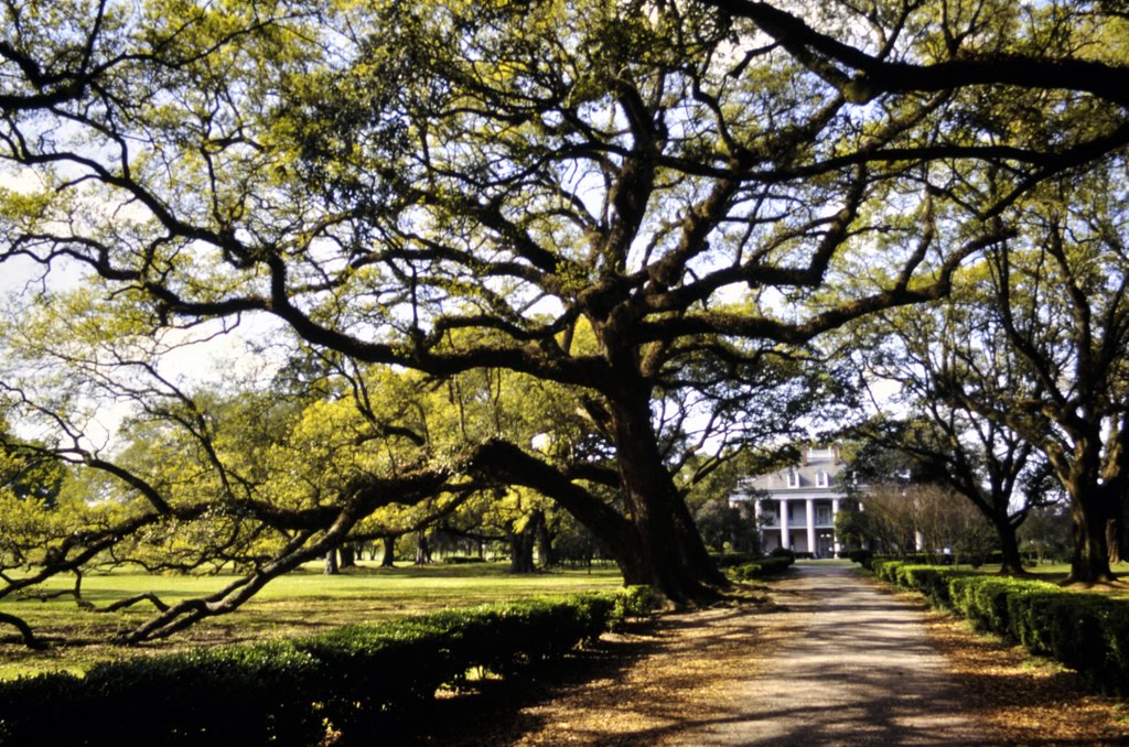 Oak Alley Plantation 1992 by UHoffmann