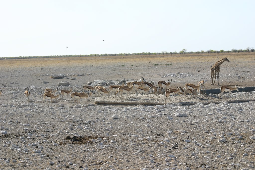 Giraffe and springboks at their drinking spot in Etosha, Namibia, 12-10-2009 by Pieter Rinkel